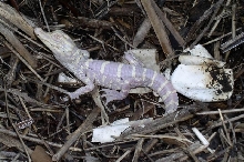 Albino Alligator