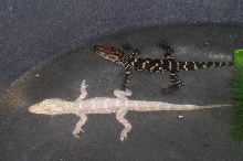 Albino alligator