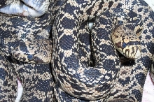 Louisiana Pinesnake Hatchlings
