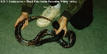 Black Pine Snake