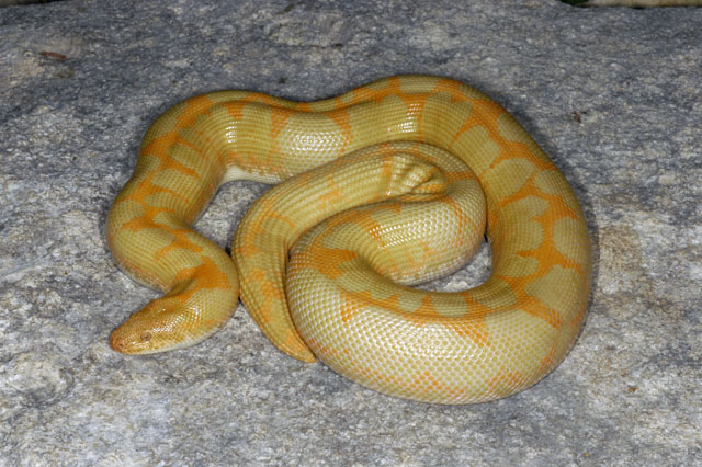 Albino Sand Boa