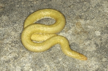 Another Albino Sand Boa