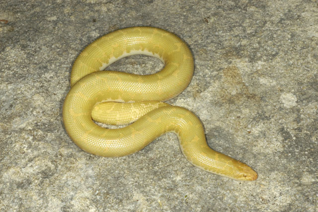 Another Albino Sand Boa