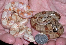 Hypo Panama Boa and Albino Common Boa