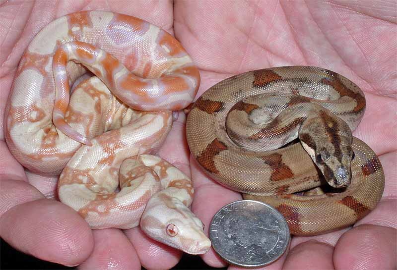 Hypo Panama Boa and Albino Common Boa