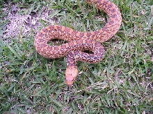 Female red bullsnake