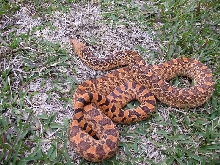 Female red bullsnake