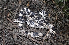 Northern Pinesnake