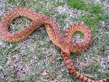 Male red bullsnake