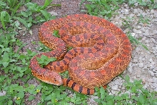 Adult male red bull