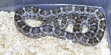 South Texas Emory's ratsnake