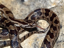 Prairie Kingsnake (L. calligaster)