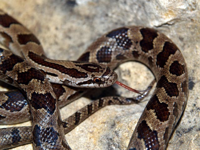 Prairie Kingsnake (L. calligaster)