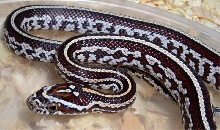 Tessera Cornsnake
