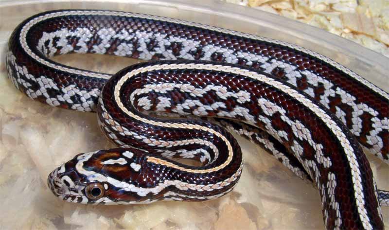 Tessera Cornsnake