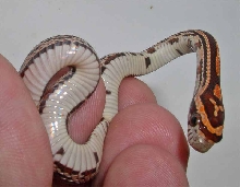 Tessera Cornsnake