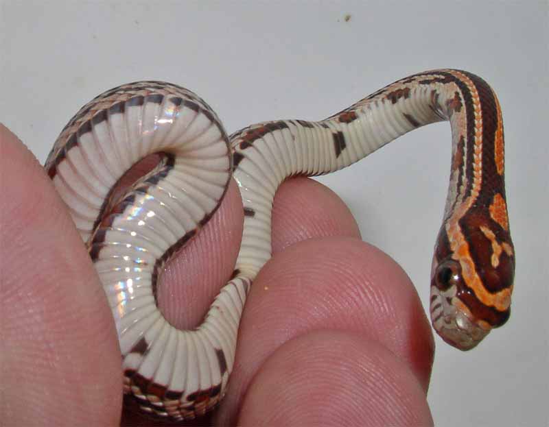 Tessera Cornsnake