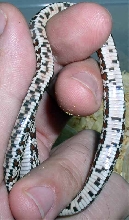 Tessera Cornsnake