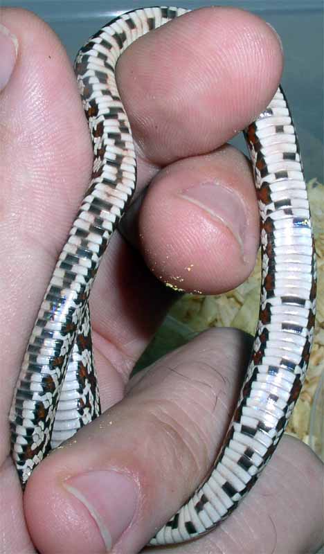 Tessera Cornsnake