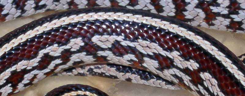 Tessera Cornsnake
