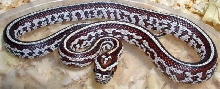 Tessera Cornsnake