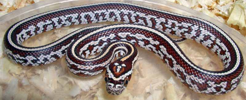 Tessera Cornsnake