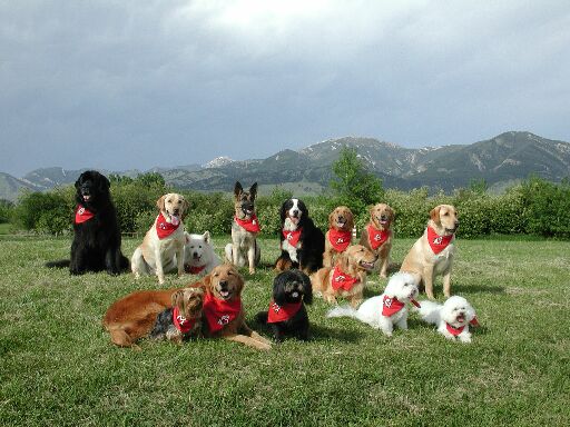 Intermountain Therapy Animals / Montana dogs