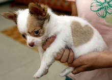 Chihuahua Princess