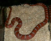 banded corn female