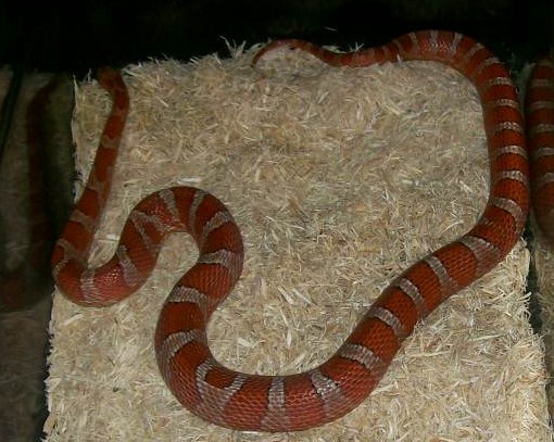 banded corn female