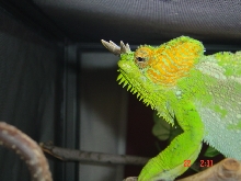 Orange Eyed Quadricornis
