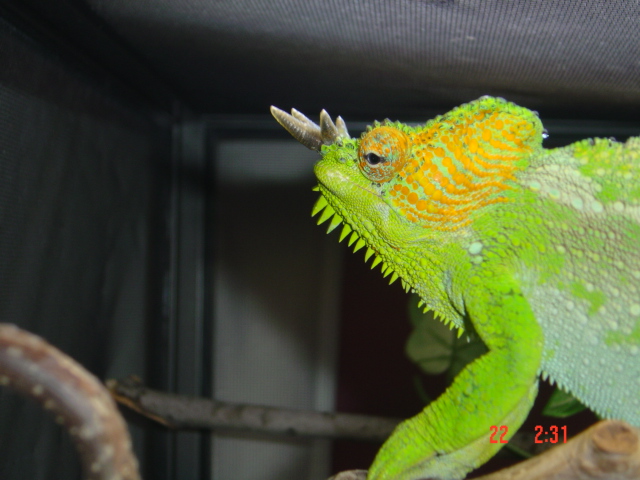 Orange Eyed Quadricornis