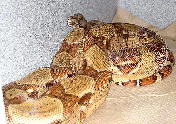 DHSunglow Female #1