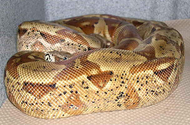 DH Sunglow Female #2