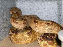 het sunglow male
