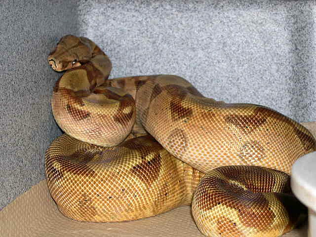 het sunglow male