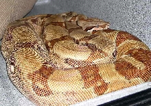 Poss DH Sunglow Female