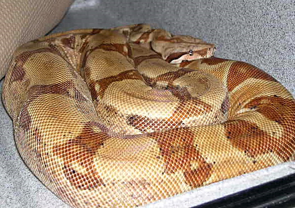 Poss DH Sunglow Female