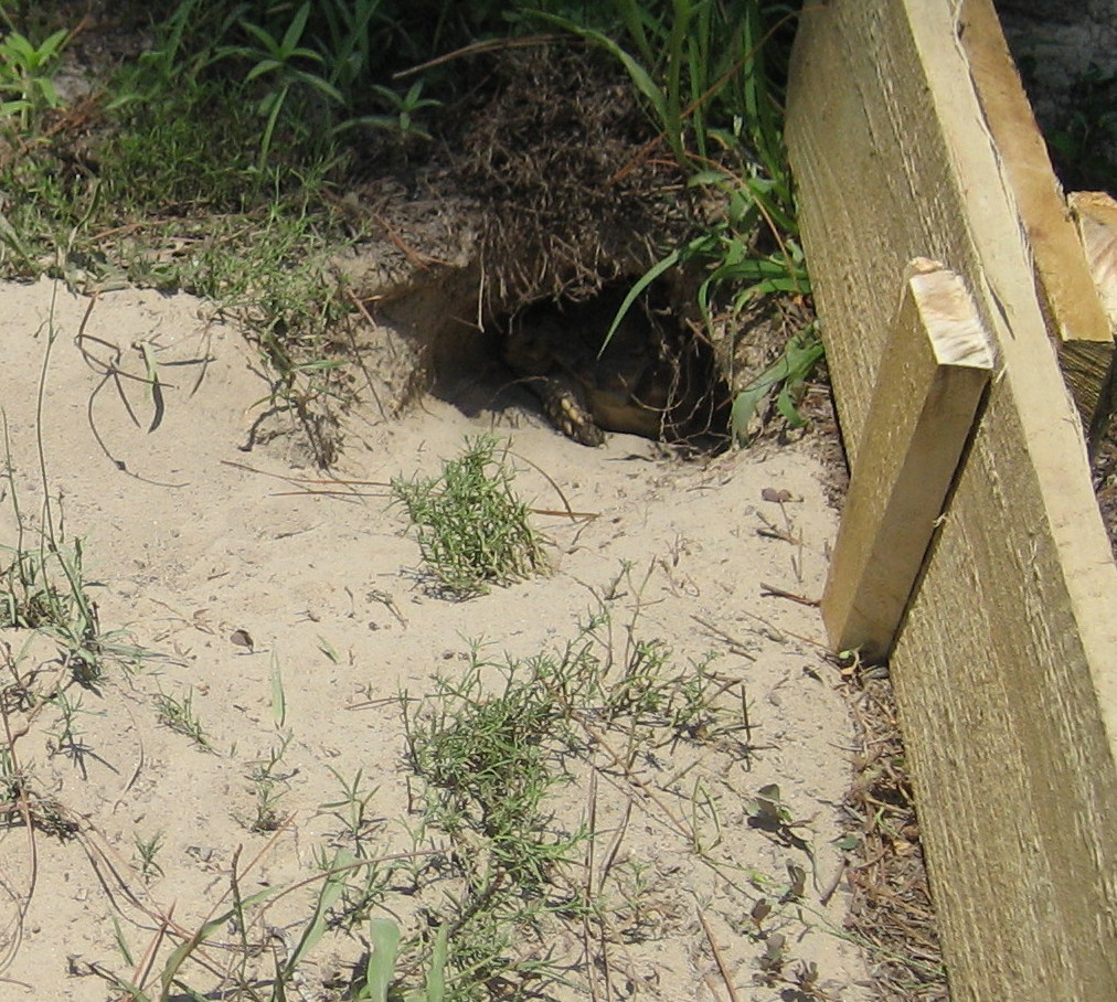Excavation 101 Picture #2