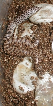 Hogs Hatching