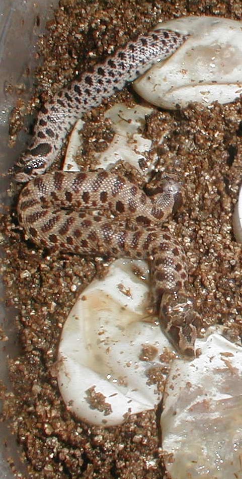 Hogs Hatching