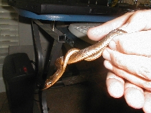 Water Snake