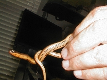 Water Snake