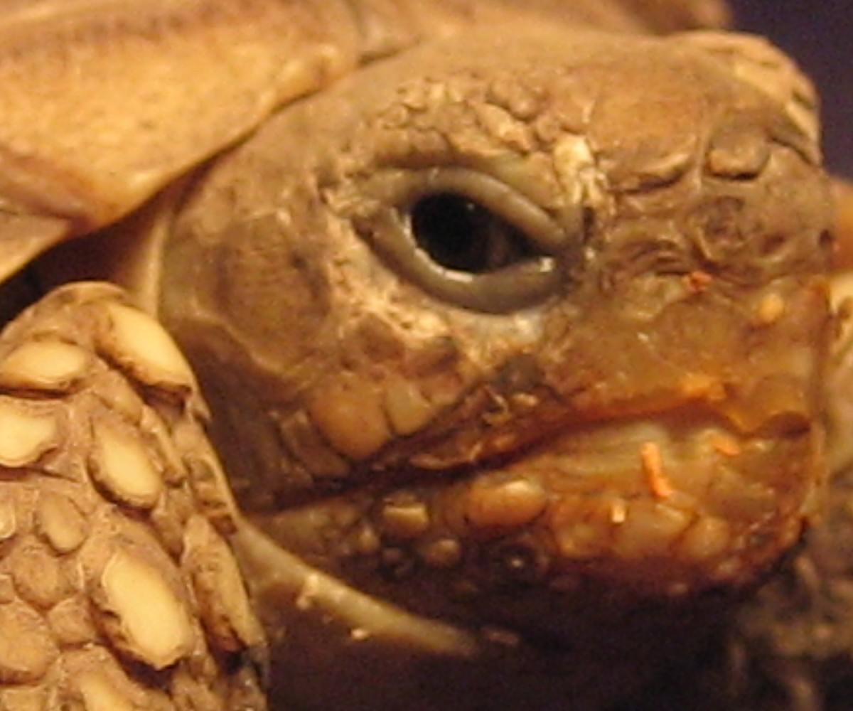 Five Month Old Sulcata