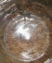 Unknown Spider in Jar