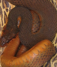 Water Snake found in Savannah, GA