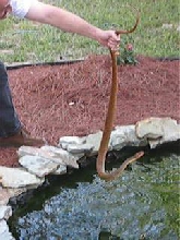 Water Snake