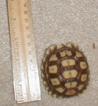 One month old Sulcata
