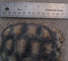 One year old Sulcata