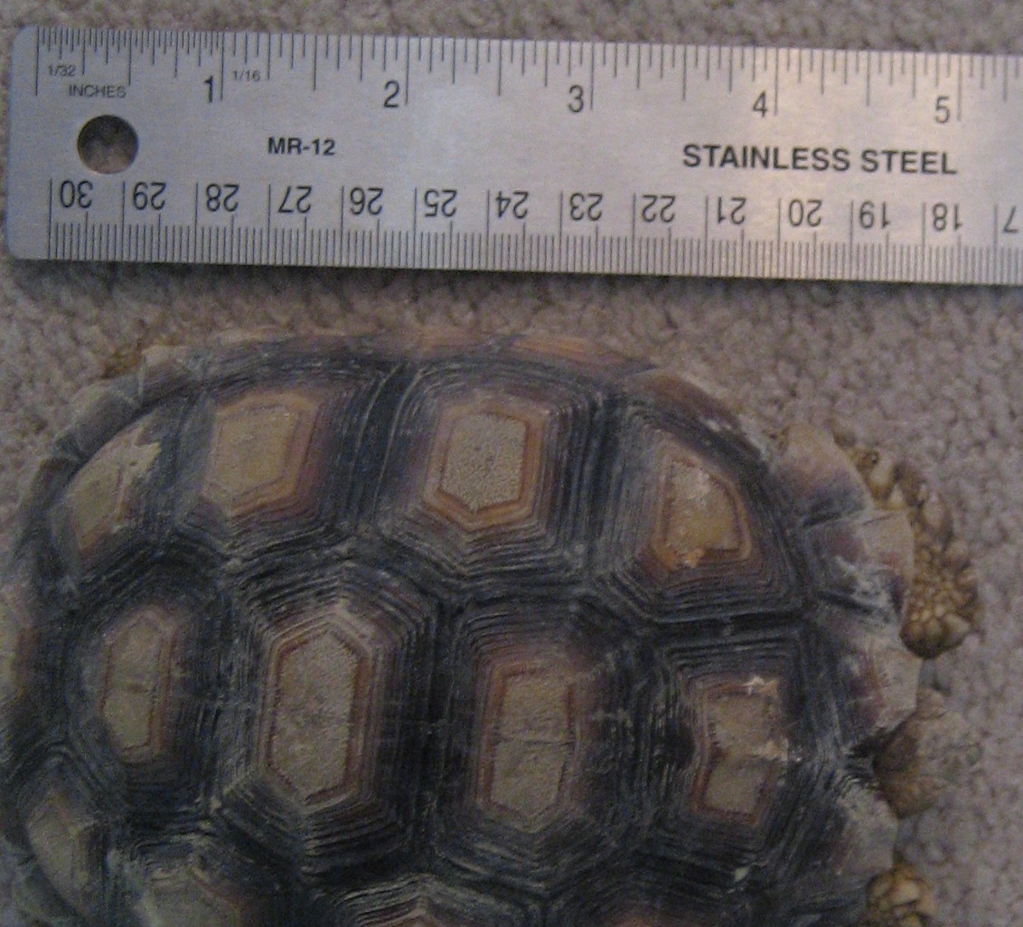 One year old Sulcata